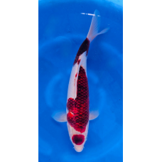 KGE.45 MARUTEN GOROMO