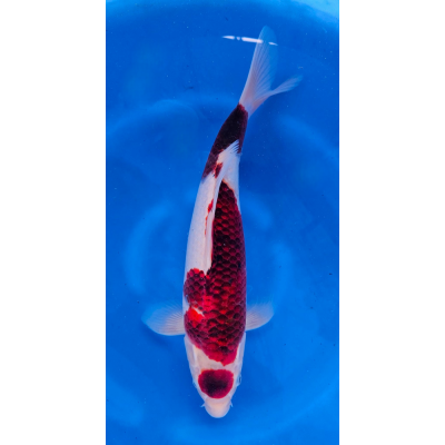 KGE.45 MARUTEN GOROMO KGE.45 MARUTEN GOROMO