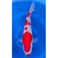 KGE.46 HANABENI KOHAKU