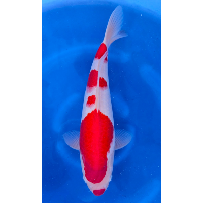 KGE.46 HANABENI KOHAKU KGE.46 HANABENI KOHAKU