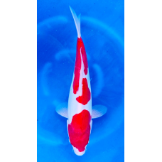 KGE.47 DOITSU KOHAKU