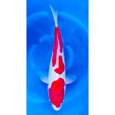 KGE.47 DOITSU KOHAKU