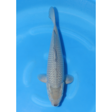 KGE.56 SORAGOI KGE.56 SORAGOI