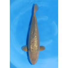 KGE.57 GINRIN CHAGOI KGE.57 GINRIN CHAGOI