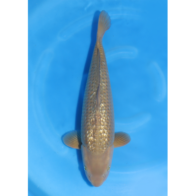 KGE.57 GINRIN CHAGOI KGE.57 GINRIN CHAGOI