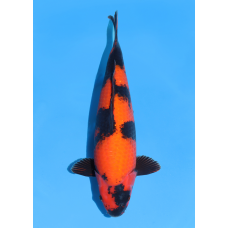 KGE.59 HI UTSURI KGE.59 HI UTSURI