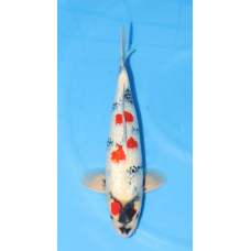 KGE.63 GINRIN SHOWA KGE.63 GINRIN SHOWA