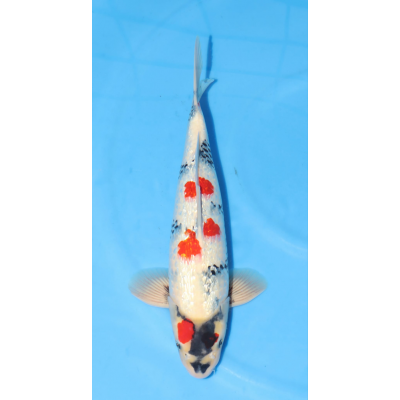 KGE.63 GINRIN SHOWA KGE.63 GINRIN SHOWA