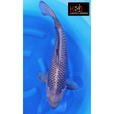 KGE.65 CHAGOI PURPLE