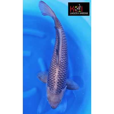 KGE.65 CHAGOI PURPLE