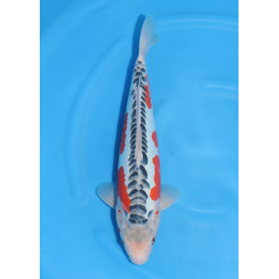 KGE.66 SHUSUI KGE.66 SHUSUI