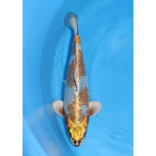 KGE.67 KOGANE OCHIBA