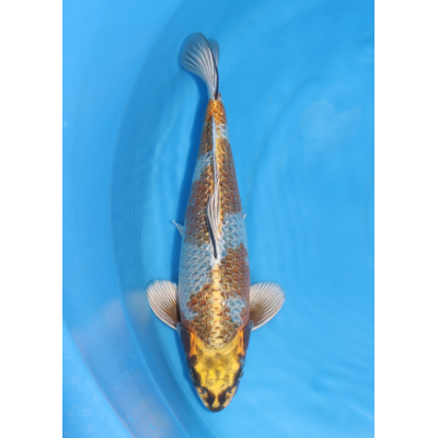 KGE.67 KOGANE OCHIBA KGE.67 KOGANE OCHIBA