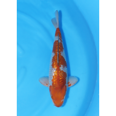 KGE.68 GINRIN OCHIBA