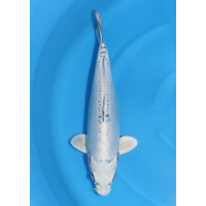 KGE.70 KIKOKURYU PEARL