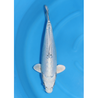 KGE.70 KIKOKURYU PEARL