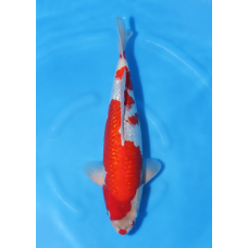 KGE.71 GINRIN GOSHIKI