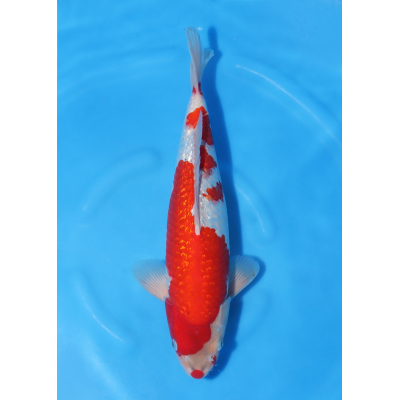 KGE.71 GINRIN GOSHIKI KGE.71 GINRIN GOSHIKI