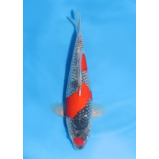 KGE.72 MARUTEN GOSHIKI