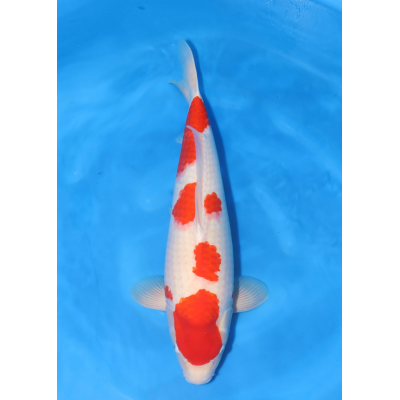 KGE.03 KOHAKU