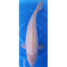 KGE.77 GINRIN KARASHIGOI