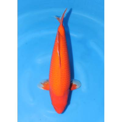 KGE.78 BENIGOI / BENI HAJIRO