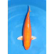 KGE.79 METALLIC ORENJI OGON