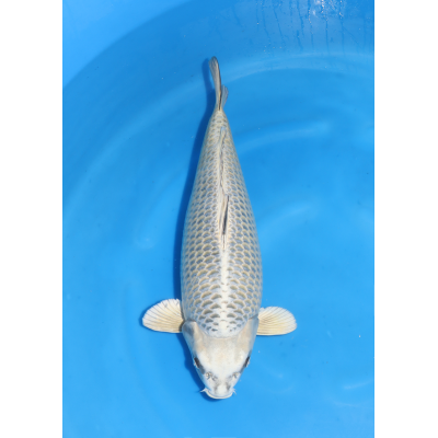 KGE.80 MUKASHI KGE.80 MUKASHI