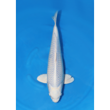 KGE.89 GINRIN PURACHINA