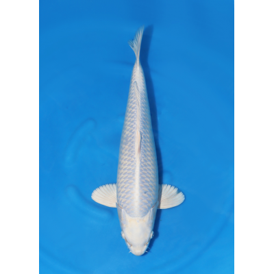 KGE.89 GINRIN PURACHINA KGE.89 GINRIN PURACHINA