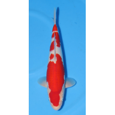 KGE.92 KOHAKU