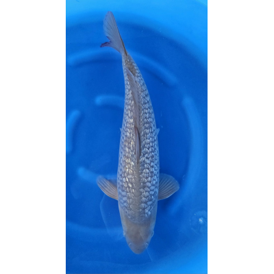 KGE.93 GINRIN CHAGOI KGE.93 GINRIN CHAGOI