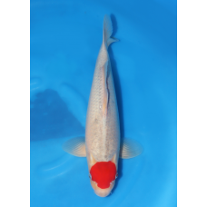 KGE.96 TANCHO GOSHIKI