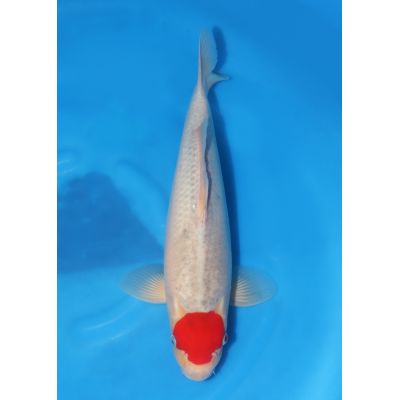 KGE.96 TANCHO GOSHIKI