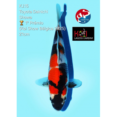 KJ.15 SHOWA - 1º PRÉMIO BKS 2025