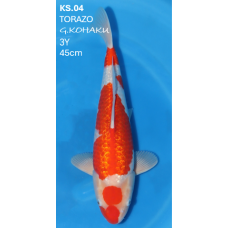 KS.05 GINRIN KOHAKU