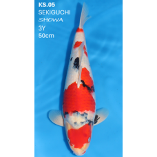 KS.05 SHOWA