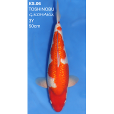 KS.06 GINRIN KOHAKU