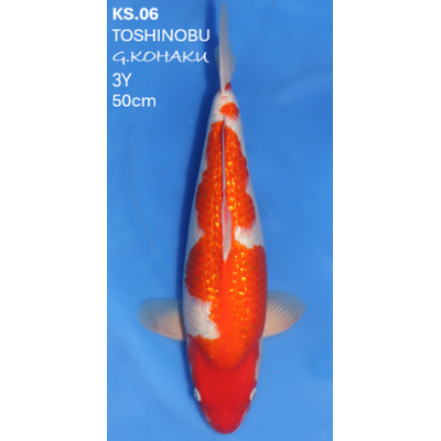 KS.06 GINRIN KOHAKU