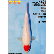 KS.15 TANCHO