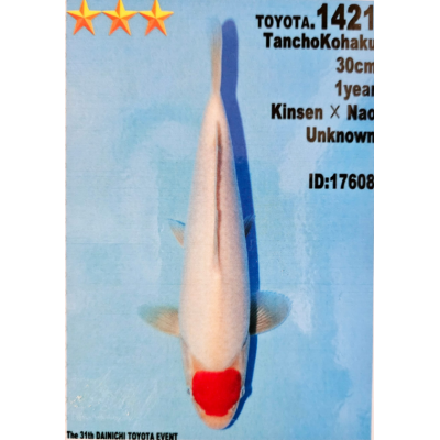 KS.15 TANCHO