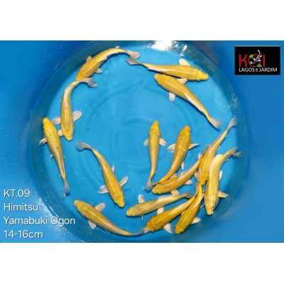 KT.09 YAMABUKI OGON KT.09 YAMABUKI OGON