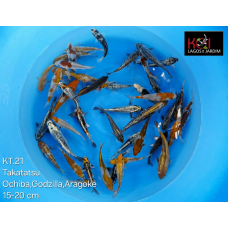 KT.21 OCHIBA / GODZILLA / ARAGOKE