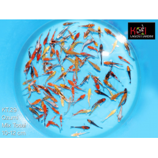 KT.29 OZUMI IKARASHI MIX