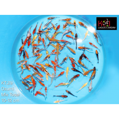 KT.29 OZUMI IKARASHI MIX