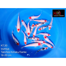 KT.30 TANCHO KOHAKU / SANKE