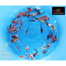 KT.35 HIRENAGA - KOIS DE VÉU MIX