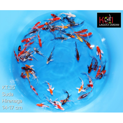 KT.35 HIRENAGA - KOIS DE VÉU MIX