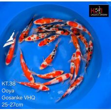 KT.38 KOHAKU / SANKE / SHOWA VHQ
