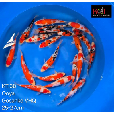 KT.38 KOHAKU / SANKE / SHOWA VHQ